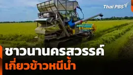 ชาวนานครสวรรค์เกี่ยวข้าวหนีน้ำ