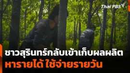 ชาวสุรินทร์กลับเข้าเก็บผลผลิต หารายได้ ใช้จ่ายรายวัน