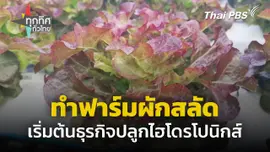 หนุ่มลาออกลุยทำฟาร์มผักสลัด จ.นครราชสีมา