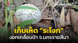 เห็ด “ระโงก” เกลื่อนป่า จ.นครราชสีมา
