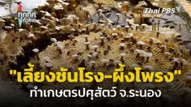 "เลี้ยงชันโรง-ผึ้งโพรง" ทำเกษตรปศุสัตว์รายได้งาม จ.ระนอง