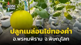 ลาออกกลับบ้านเกิด ปลูกเมล่อนไข่ทองคำ จ.พิษณุโลก