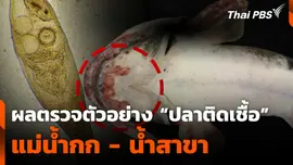 ผลตรวจตัวอย่าง "ปลาติดเชื้อ" แม่น้ำกก-แม่น้ำสาขา