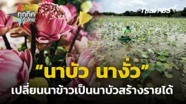"นาบัว นางั่ว" เปลี่ยนนาข้าวเป็นนาบัวสร้างรายได้