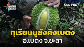 ฤดูกาลทุเรียน "มูซังคิงเบตง" จ.ยะลา