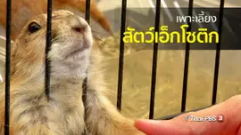อาชีพทั่วไทย : เพาะเลี้ยงสัตว์เอ็กโซติก