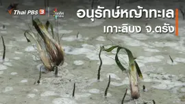 อนุรักษ์หญ้าทะเลเกาะลิบง จ.ตรัง