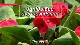 ตะลุยทั่วไทย : ปลูกโป๊ยเซียนส่งขายต่างประเทศ