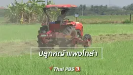 ตะลุยทั่วไทย : ปลูกหญ้าแพงโกล่า
