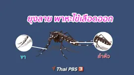 ยุงลาย พาหะไข้เลือดออก