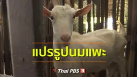 อาชีพทั่วไทย : แปรรูปนมแพะ