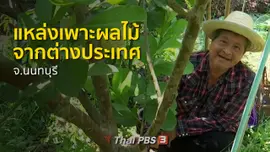 ​ชุมชนทั่วไทย : แหล่งเพาะพันธุ์ผลไม้จากต่างประเทศ จ.นนทบุรี