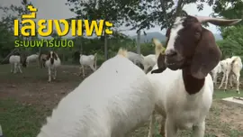 อาชีพทั่วไทย : เลี้ยงแพะระบบฟาร์มปิด