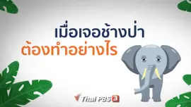 ​ข้อควรปฏิบัติเมื่อเจอช้างป่า
