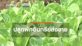 ตะลุยทั่วไทย : ปลูกผักอินทรีย์ส่งขาย