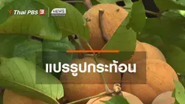ตะลุยทั่วไทย : แปรรูปกระท้อน