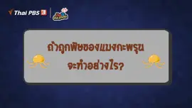 ​ถ้าเราถูกพิษแมงกะพรุน จะทำอย่างไร