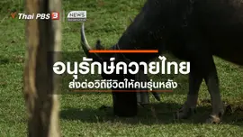 ตะลุยทั่วไทย : อนุรักษ์ควายไทย
