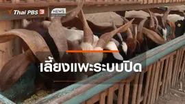 ตะลุยทั่วไทย : เลี้ยงแพะระบบปิด