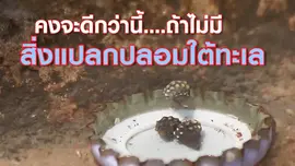 คงจะดีกว่านี้.....ถ้าไม่มีสิ่งแปลกปลอมใต้ทะเล