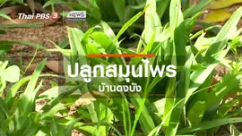 ตะลุยทั่วไทย : ปลูกสมุนไพรบ้านดงบัง