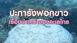 "ปะการังฟอกขาว" เรื่องน่าเศร้าของทะเลไทย