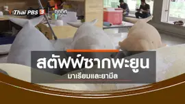 ชุมชนทั่วไทย : สตัฟฟ์ซากพะยูนมาเรียมและยามีล