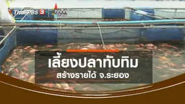 เลี้ยงปลาทับทิมสร้างรายได้ จ.ระยอง