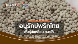 อนุรักษ์พริกไทยพันธุ์ปะเหลียน จ.ตรัง