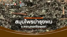 ​สมุนไพรบำรุงผมกะเม็ง ทองพันชั่ง จ.พระนครศรีอยุธยา