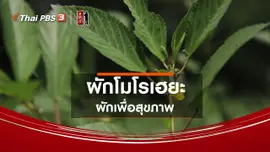 รู้ให้ลึกเรื่องญี่ปุ่น : ผักโมโรเฮยะ ผักเพื่อสุขภาพ