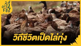 วิถีชีวิตเป็ดไล่ทุ่ง