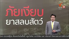 แตกประเด็นข่าว : วางยาก่อนปลดทรัพย์ "ยาสลบสัตว์" เกลื่อนอินเตอร์เน็ต