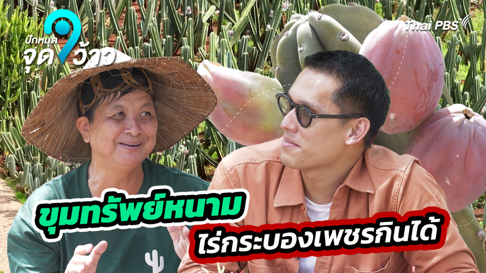 ปักหมุดจุดว้าว : ขุมทรัพย์หนาม ไร่กระบองเพชรกินได้