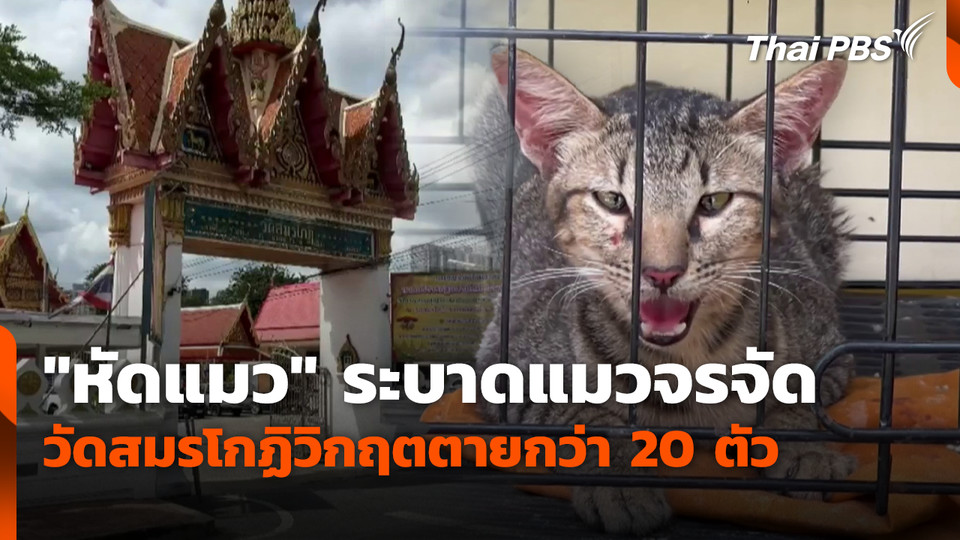 "หัดแมว" ระบาดแมวจรจัดวัดสมรโกฏิวิกฤตตายกว่า 20 ตัว