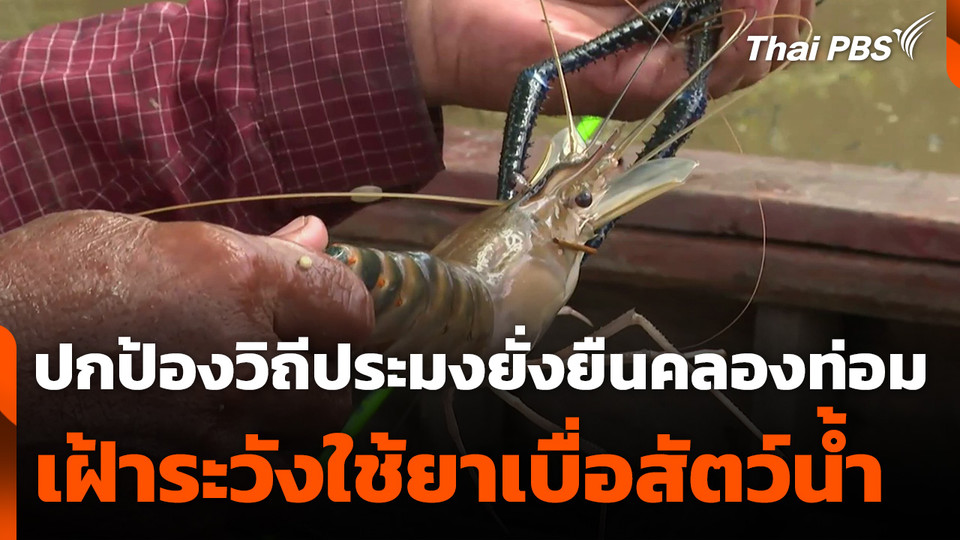ปกป้องวิถีประมงยั่งยืนคลองท่อม เฝ้าระวังใช้ยาเบื่อสัตว์น้ำ จ.กระบี่