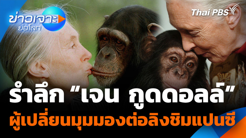 Sci & Tech Weekly Update : รำลึก "เจน กูดดอลล์" ผู้เปลี่ยนมุมมองต่อลิงชิมแปนซี