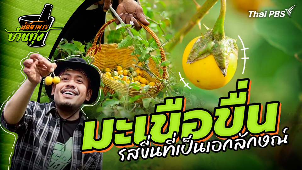 มะเขือขื่น