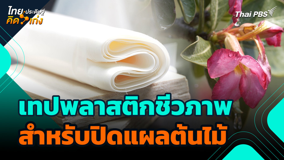 ไทยประดิษฐ์คิดเก่ง : เทปพลาสติกชีวภาพสำหรับปิดแผลต้นไม้