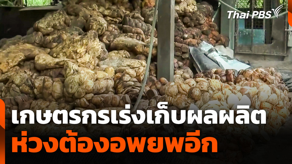 เกษตรกรเร่งเก็บผลผลิต ห่วงต้องอพยพอีก