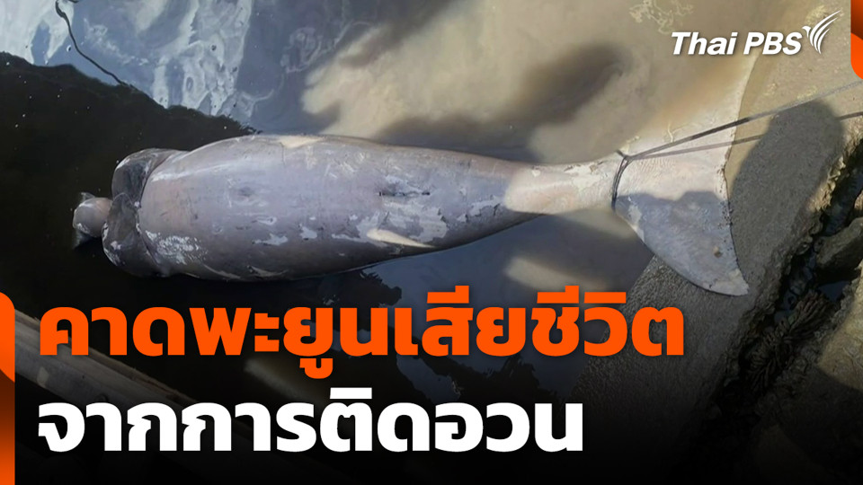 คาดพะยูนเสียชีวิตจากการติดอวน