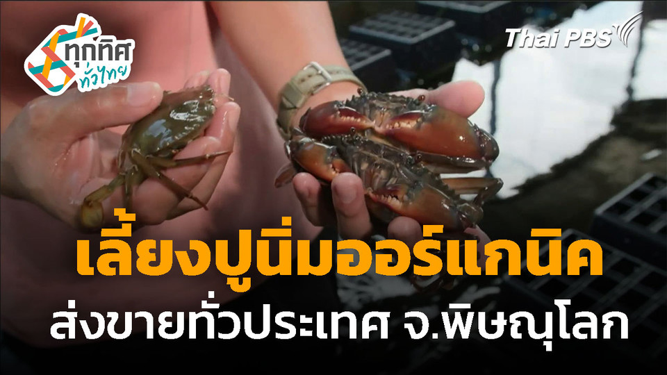 เลี้ยงปูนิ่มออร์แกนิค ส่งขายทั่วประเทศ จ.พิษณุโลก