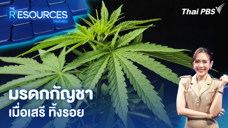 มรดกกัญชา เมื่อเสรี ทิ้งรอย