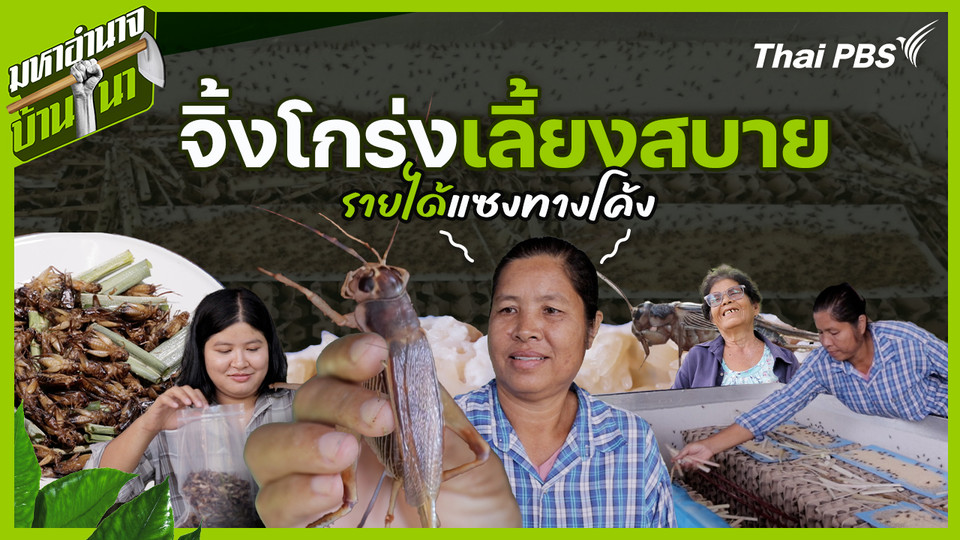 จิ้งโกร่งเลี้ยงสบาย รายได้แซงทางโค้ง