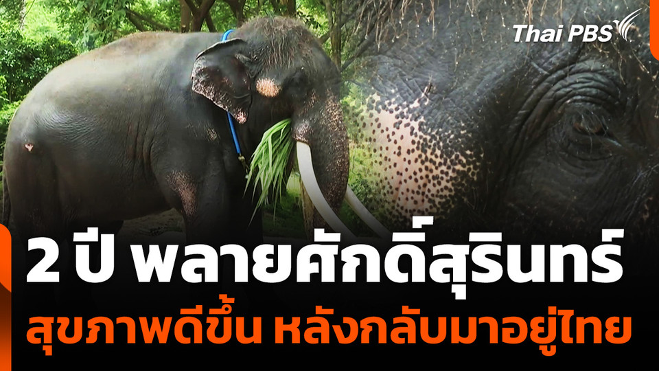 "พลายศักดิ์สุรินทร์" สุขภาพดีขึ้นตามลำดับ หลังกลับมาอยู่ไทย
