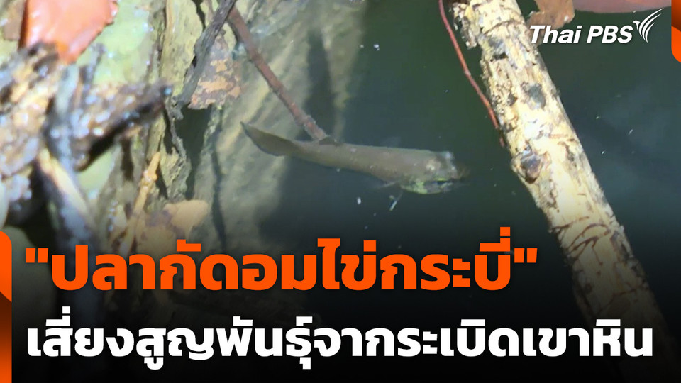 "ปลากัดอมไข่กระบี่" เสี่ยงสูญพันธุ์จากระเบิดเขาหิน