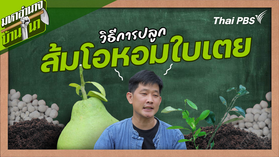 สูตรลับฉบับบ้านนา : วิธีการปลูกส้มโอหอมใบเตย