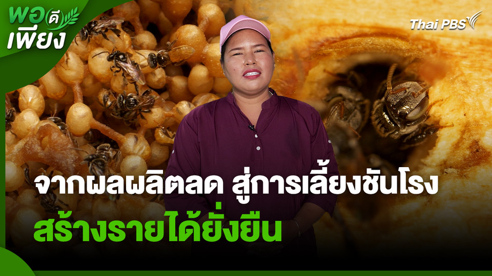 พอดีพอเพียง : จากผลผลิตลด สู่การเลี้ยงชันโรง สร้างรายได้ยั่งยืน