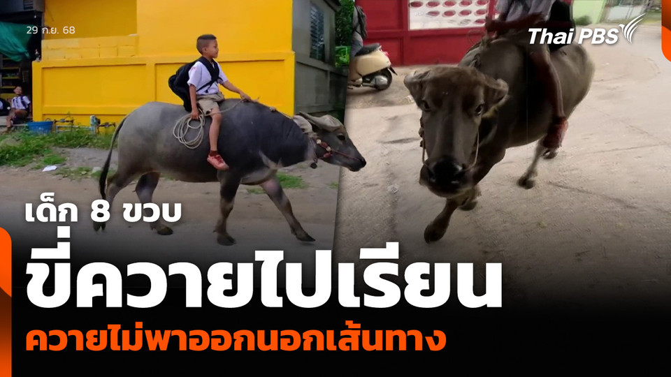 เด็ก 8 ขวบ ขี่ควายไปเรียน ควายไม่พาออกนอกเส้นทาง