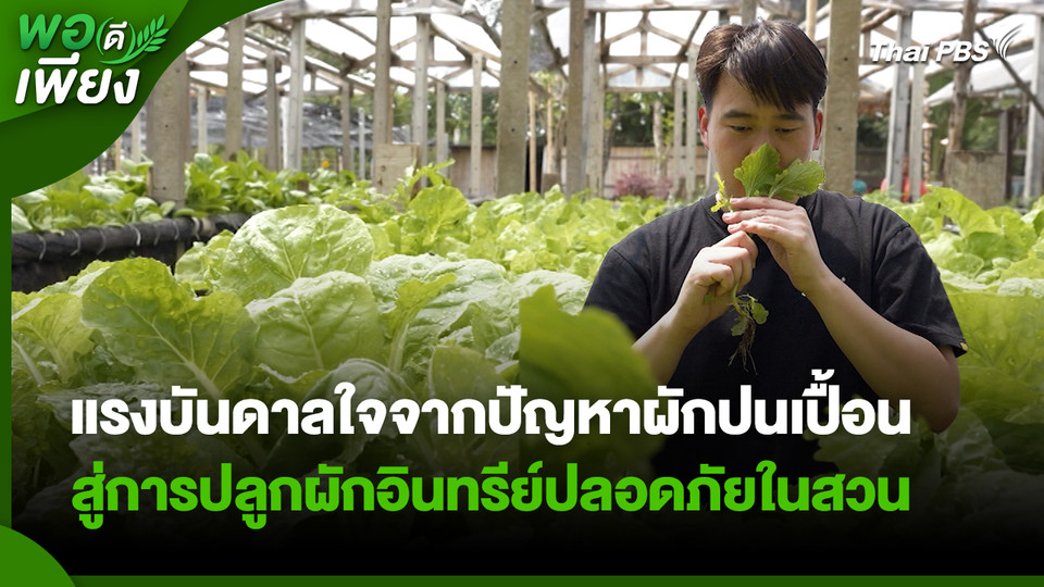 พอดีพอเพียง : แรงบันดาลใจจากปัญหาผักปนเปื้อน สู่การปลูกผักอินทรีย์ปลอดภัยในสวน
